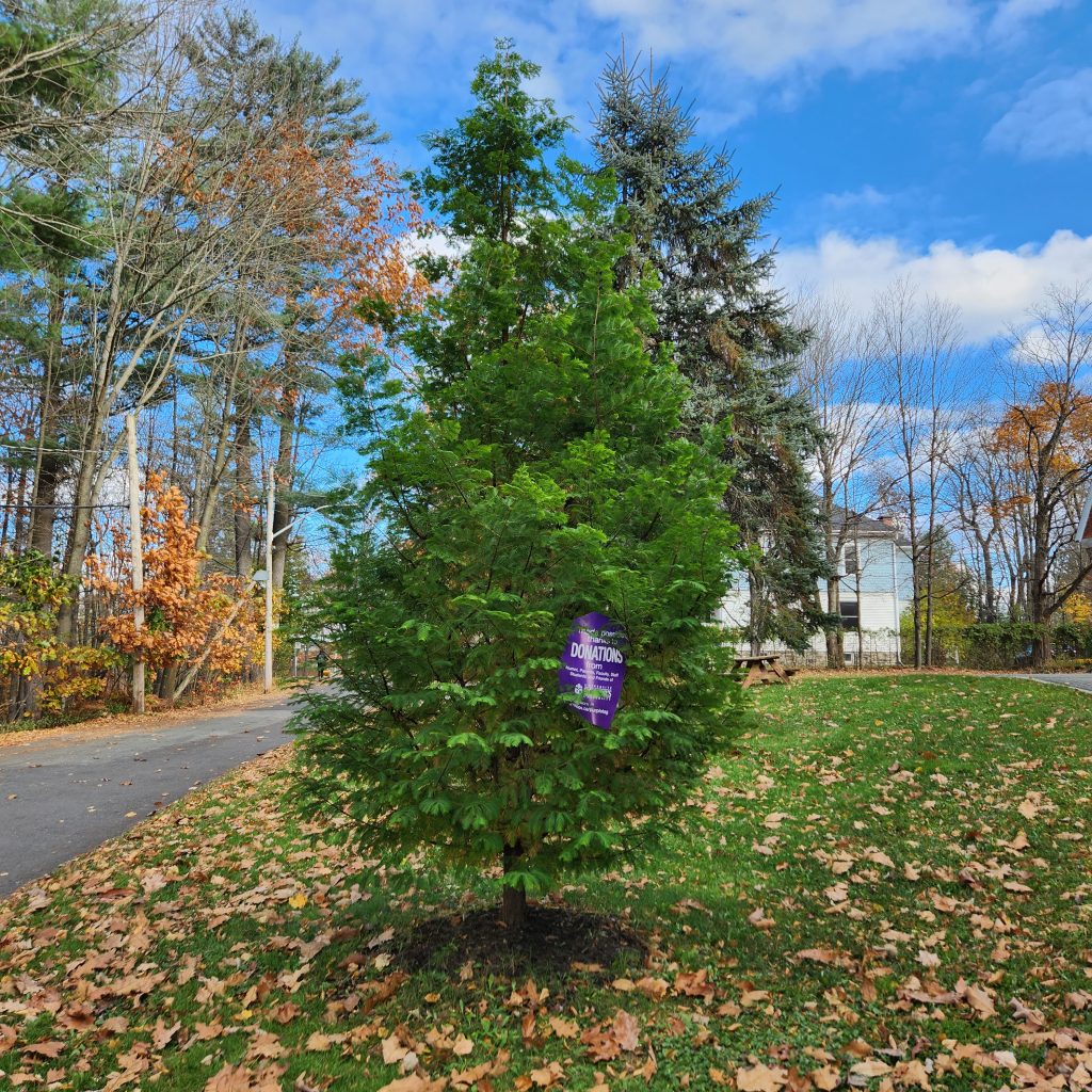 Dawn Redwood tree with a giant purple tag in it