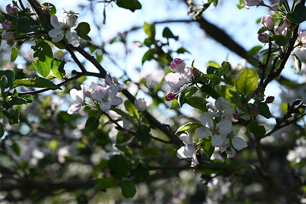 Apple tree in bloom on the farm