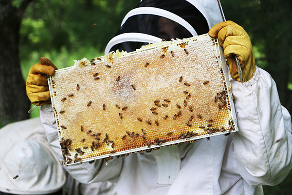 Student from the Bishop's Bee Club harvesting honey
