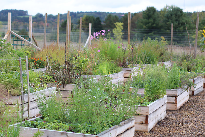 Community Garden at Bishop's University