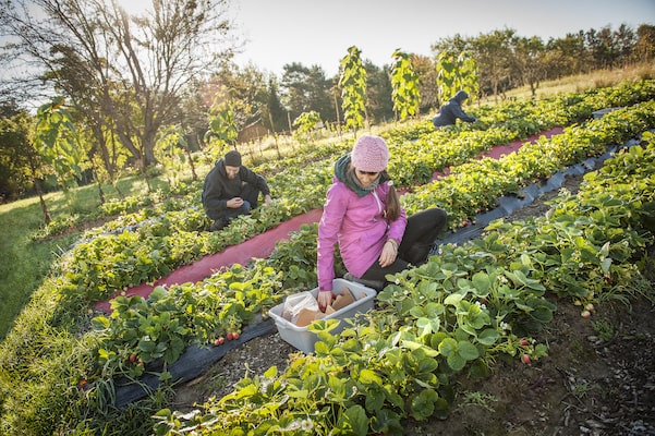 Students working in the farm garden as part of their studies.