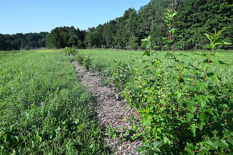 Hedgerows research projects
