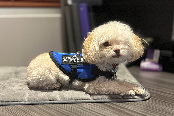 A service dog