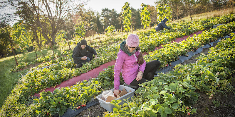Students working in a garden on Bishop's campus. 
