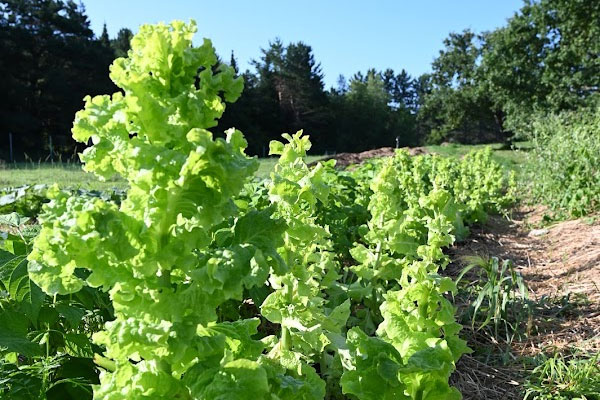 Lettuce field, as part of the Seed saving garden research project.