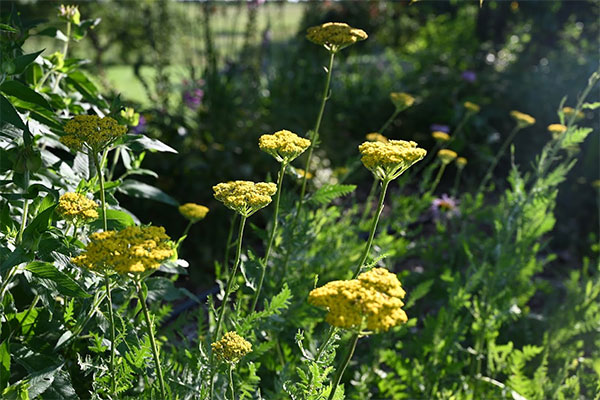 Perennial flowers, part of the Permaculture Guild Research project
