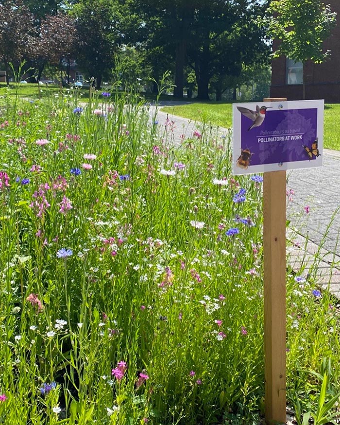 One of the gardens on campus specifically for pollinators.
