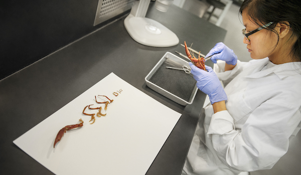 student working in a lab