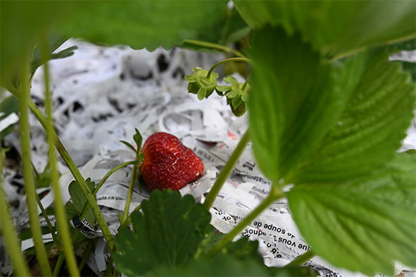 Strawberries grown at Bishop's University as part of a mulch research project