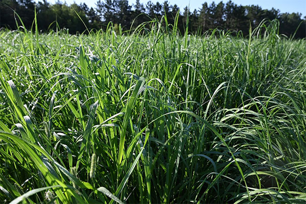 Switchgrass research project at Bishop's