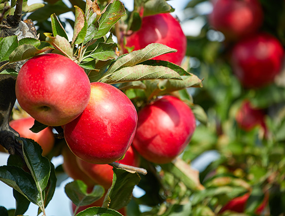 Journée nationale de l’Arbre, ce jeudi 21 septembre – plantation de pommiers