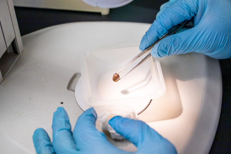 Ticks and Lyme Disease: Radio Interview with Dr. Jade Savage