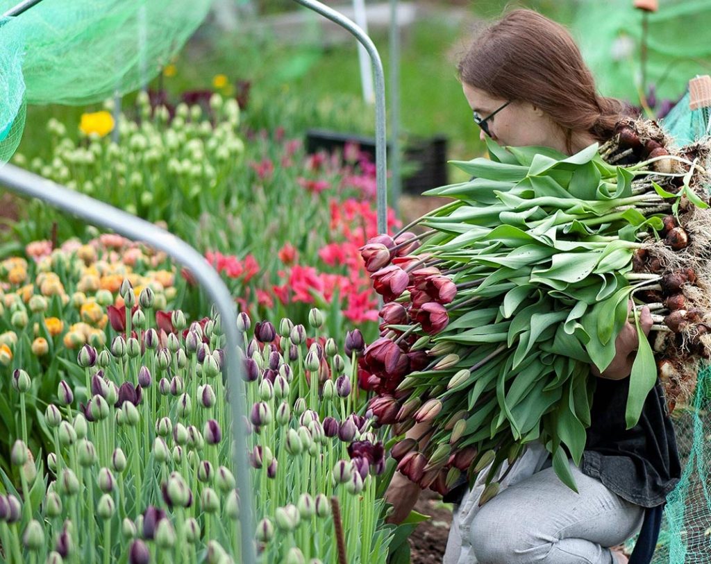 Producer of locally and ecologically grown flowers
