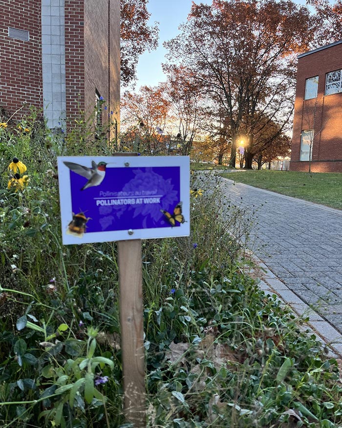 One of the gardens on campus specifically for pollinators.