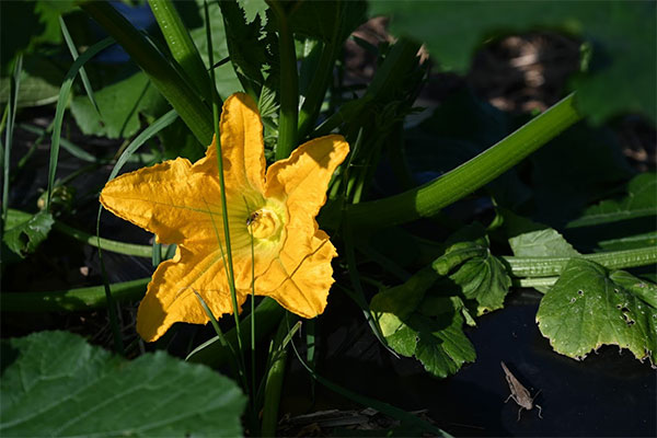 Zucchini plant grown on the farm as part of the Soil Conservation Research project